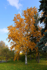 North america fall landscape Montreal Quebec province Canada