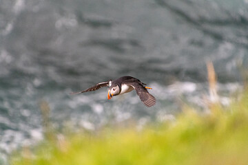 Papageitaucher im Flug auf den Färöer Inseln