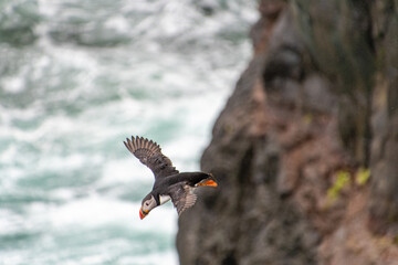 Papageitaucher im Flug auf den Färöer Inseln