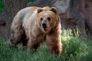Fototapeta premium Kamchatka bear in the grass (Ursus arctos beringianus)