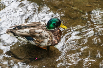 Eine Stockente Männchen