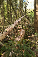 Fallen dead tree in the forest of the so-called Furlbach valley near the German city of Bielefeld