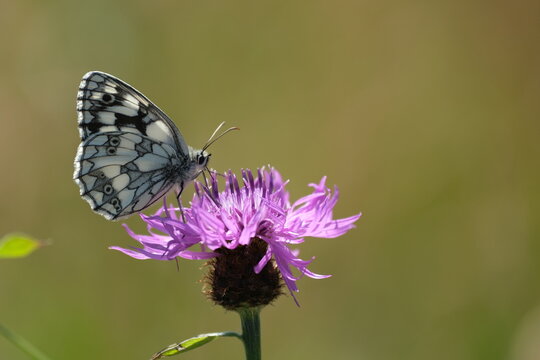 Marbled white butterfly on a purple flower close up