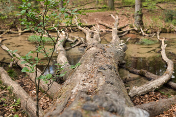 Fallen dead tree in the stream in the forest of the so-called Furlbach valley near the German city of Bielefeld