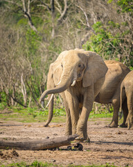Fototapeta na wymiar African bush elephants in Murchinson Falls National Park