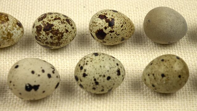 Quail eggs arranged in a row on white burlap, background
