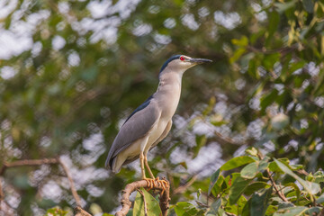 Black-crowned night heron (Nycticorax nycticorax) at Nandankanan Zoo, Odisha, India