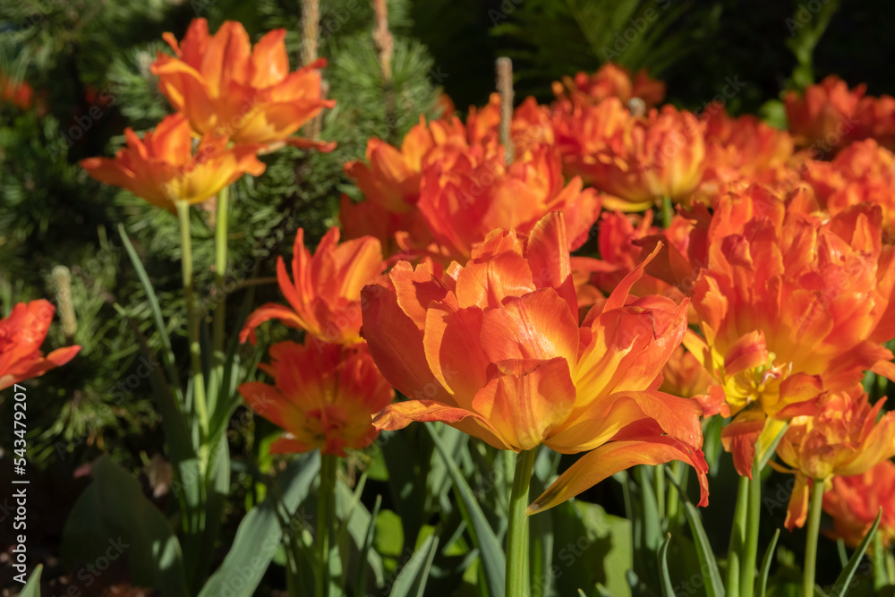 Canvas Prints spring blooming tulips, beautiful yellow-red tulip, natural background with flowers