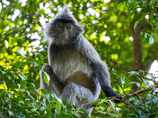 Silvered Leaf Monkey - Trachypithecus cristatus in Bako National Park