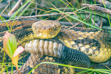 Yellow/light Phase Timber Rattlesnake 
(Crotalus horridus) Northeastern USA
