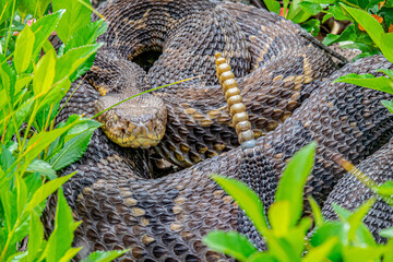 Yellow/light Phase Timber Rattlesnake 
(Crotalus horridus) Northeastern USA