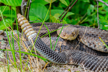 Yellow/light Phase Timber Rattlesnake 
(Crotalus horridus) Northeastern USA