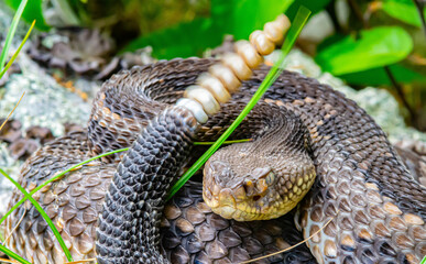 Yellow/light Phase Timber Rattlesnake 
(Crotalus horridus) Northeastern USA