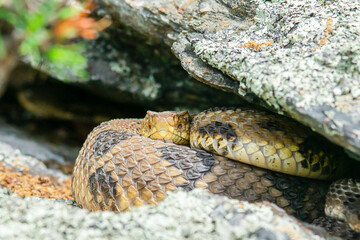 Yellow/light Phase Timber Rattlesnake 
(Crotalus horridus) Northeastern USA
