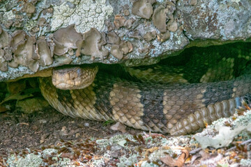 Yellow/light Phase Timber Rattlesnake 
(Crotalus horridus) Northeastern USA