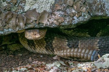 Yellow/light Phase Timber Rattlesnake 
(Crotalus horridus) Northeastern USA