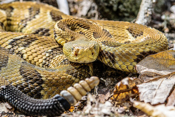 Yellow/light Phase Timber Rattlesnake 
(Crotalus horridus) Northeastern USA
