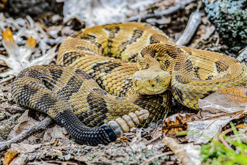 Yellow/light Phase Timber Rattlesnake 
(Crotalus horridus) Northeastern USA