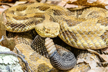Yellow/light Phase Timber Rattlesnake 
(Crotalus horridus) Northeastern USA