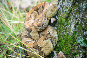 Yellow/light Phase Timber Rattlesnake 
(Crotalus horridus) Northeastern USA