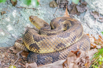 Yellow/light Phase Timber Rattlesnake 
(Crotalus horridus) Northeastern USA