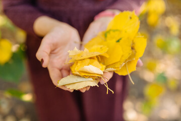 Soft selective focus on yellow leaves in hands of woman with red manicure and burgundy dress. Bright and warm autumn day. Green and orange background.
