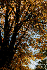 autumn in the forest