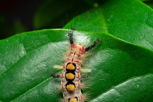 butterfly caterpillar, common brushtail, or antique wave, or antique brush, Orgyia antiqua