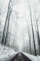 Foggy Winter Forest in Germany