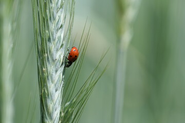 Side view of a ladybug close up in nature
