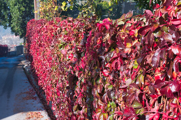 red autumn leaves, autumn colors, creeper plant ampelopsis