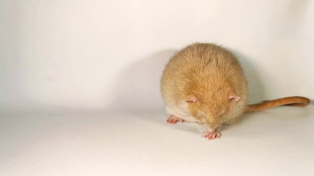 Light domestic rat dumbo sits on a white background and washes its face, tummy