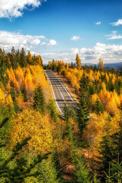 Yellow Eauropean larch trees in colorful autumn forest with empty asphalt road