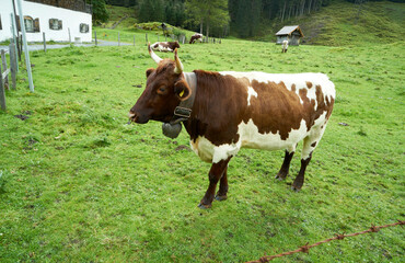 Kühe auf einer Alm in Österreich Hohe Tauern