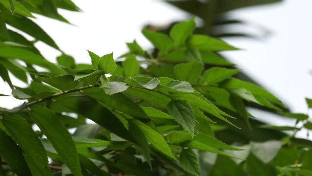 Trema orientale (also called Trema orientalis, Cannabaceae, charcoal tree, Indian charcoal tree) leaves. Extracts from leaves of related species (Trema guineense) showed  anti-arthritic.