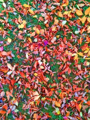 Fototapeta na wymiar Colorful leaves on the grass