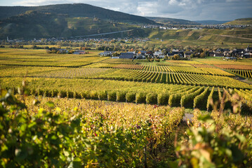 Vineyards on the Moselle in the village of Brauneberg in Germany
