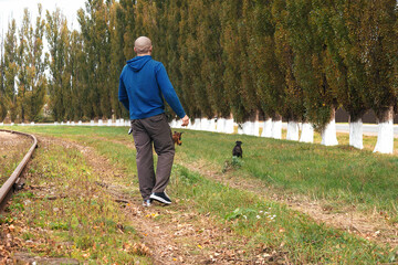 a male owner of a dog kennel of the German boxer breed walks adult dogs and trains them on a walk in nature, plays with them, the dogs wear an apport