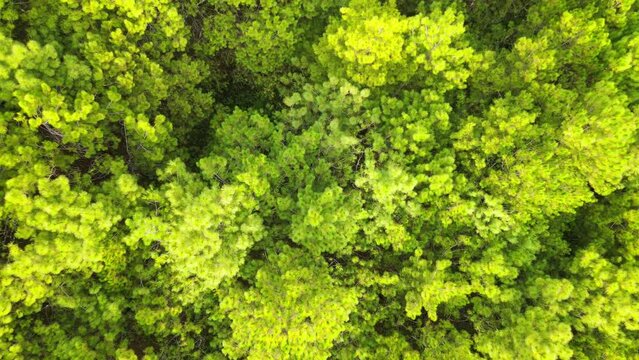 Drone rise up  above Bo Kaeo Pine Tree Garden Chiang Mai Thailand.