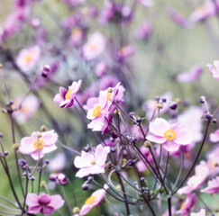 Nature background with spring flowers. (Anemone scabiosa). Selective and soft focus.	