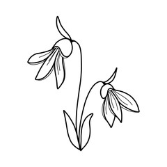 Hand drawn illustration of snowdrop. Outline or doodle of botanical plant. Line art for logo, packaging, print.