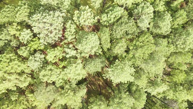 Aerial view Bo Kaeo Pine Tree Garden Chiang Mai Thailand.