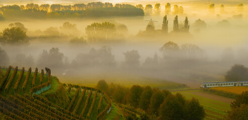 Weinberge Reben Weinbau
