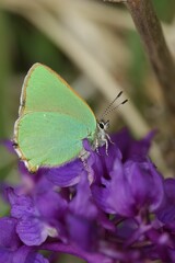 Vertical closeup shot of a green hairstreak butterfly on purple flowers