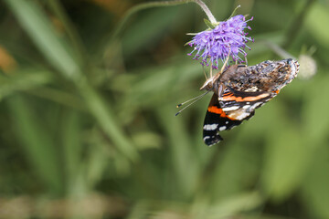Red Admiral butterfly or Vanessa atalanta sitting on a lilac colored flowers in a green meadow with...