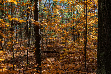 Obraz premium A Walk in the Forest Collection