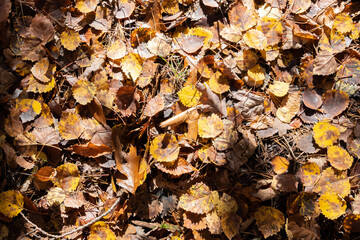 Fall Leaves Texture