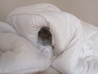 chat caché