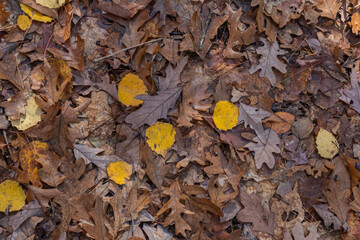 Fall Leaves