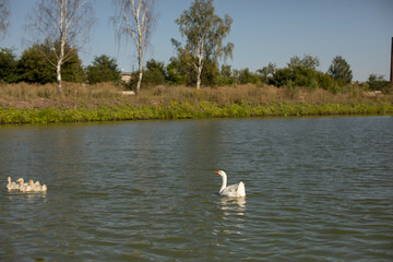 Geese on pond. Birds on lake. Geese on farm.